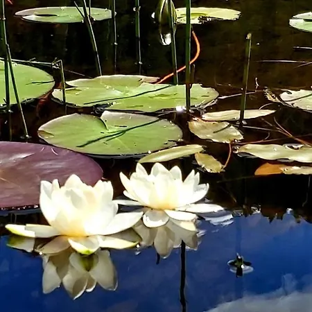 Apartman Haus Greiner Nauders