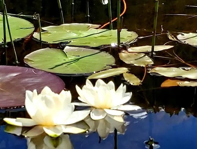 Apartmán Haus Greiner Nauders