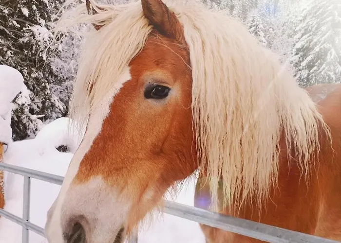 Haus Greiner * Nauders