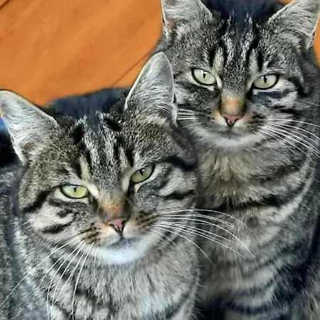 Appartement Haus Greiner Nauders