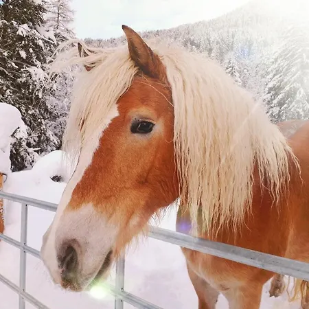 Haus Greiner * Nauders